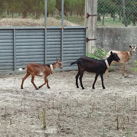 L'arche De Jo לינה וארוחת בוקר Santana (Coimbra)