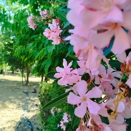 L'arche De Jo Santana (Coimbra)