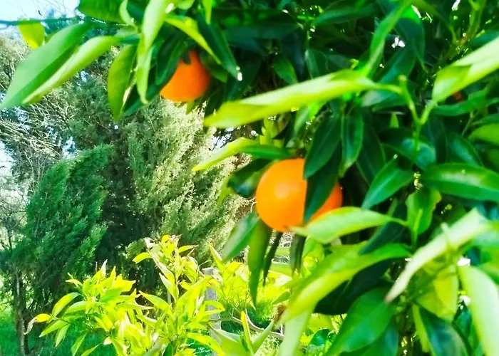 Panzió L'arche De Jo Santana (Coimbra)