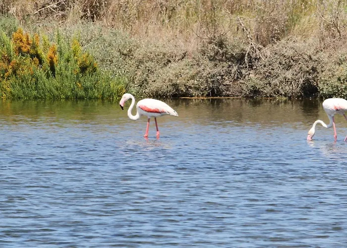L'arche De Jo * Santana (Coimbra)