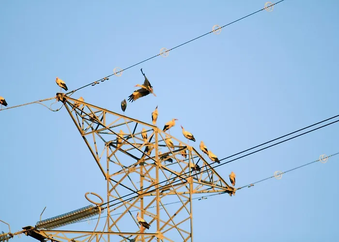 L'arche De Jo Panzió Santana (Coimbra)