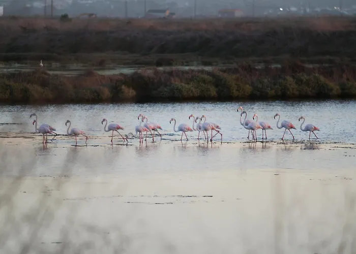 Panzió L'arche De Jo Santana (Coimbra)