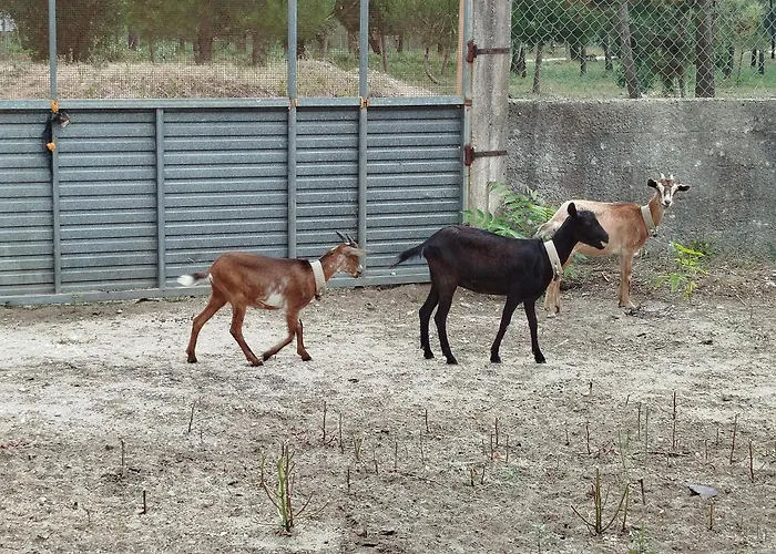 L'arche De Jo Panzió Santana (Coimbra)