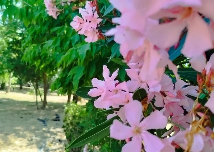 L'arche De Jo Santana (Coimbra)